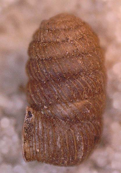 Cornedo (VI): Pagodulina pagodula?